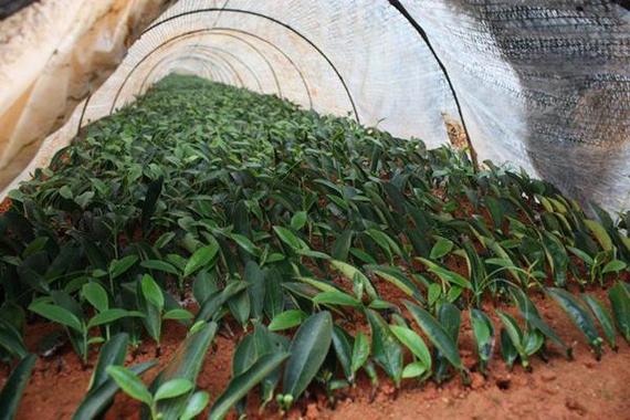 🌱 宜宾茶叶宣传片拍摄方案与建议